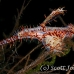 pipefish_ghost_ornate_pb_sb_h_0068_kom5502.jpg
